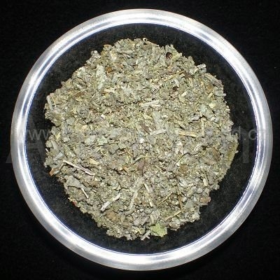 Šalvěj lékařská